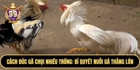 Cách đúc gà chọi nhiều trống