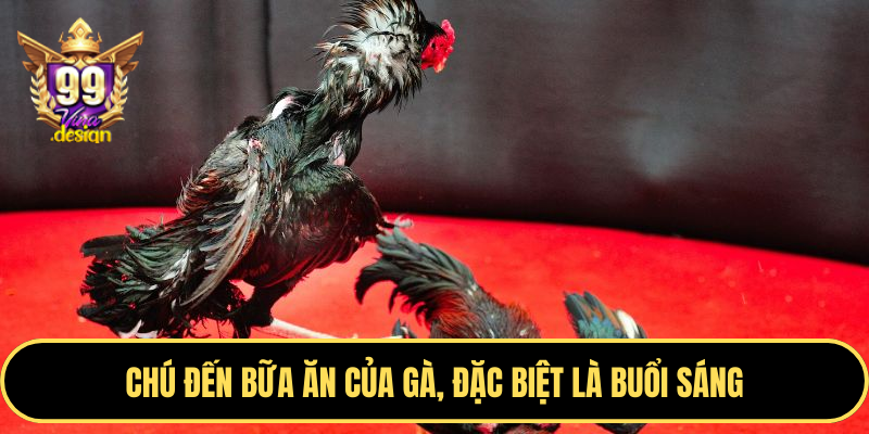 Chú đến bữa ăn của gà, đặc biệt là buổi sáng